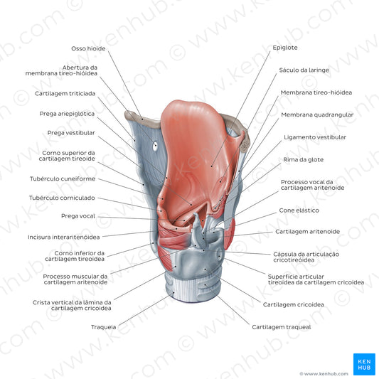 Structure of the larynx: posterolateral view (Portuguese)