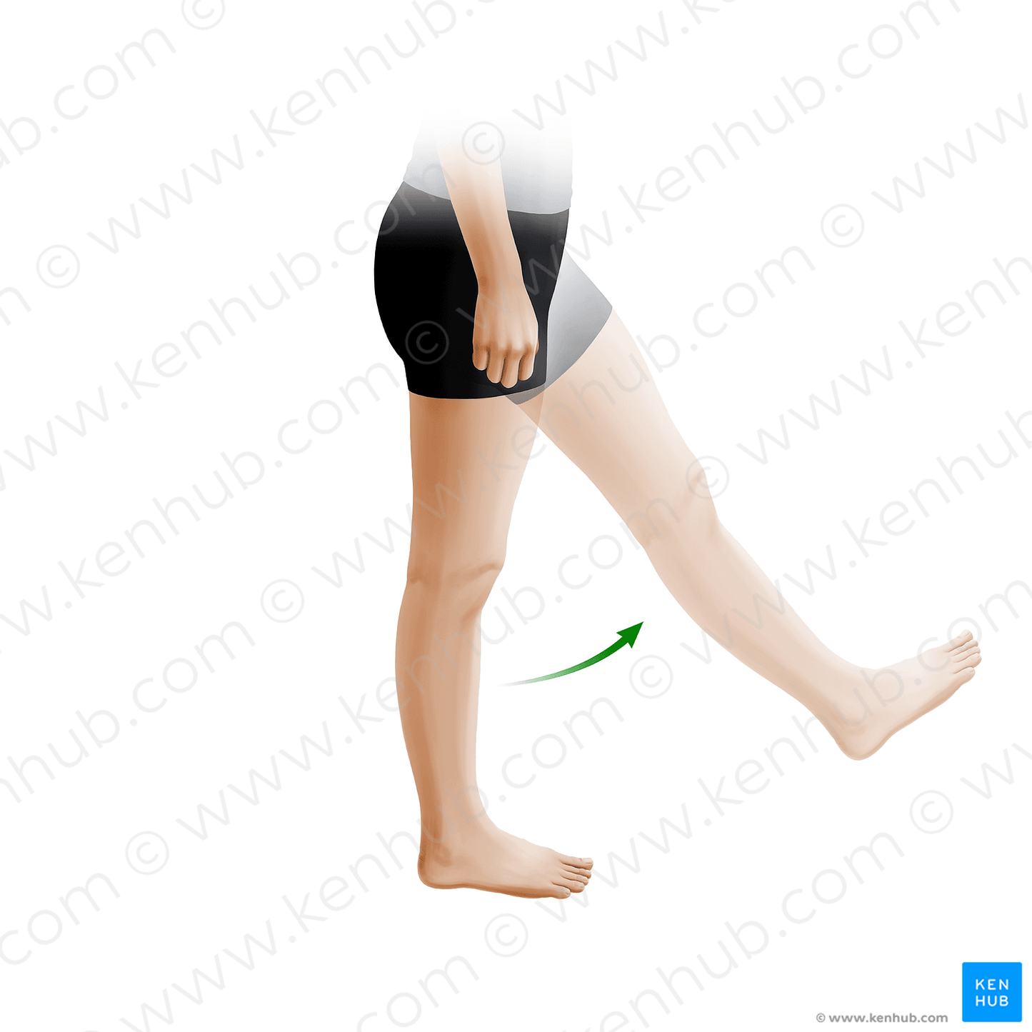 Flexion of thigh (#20903)