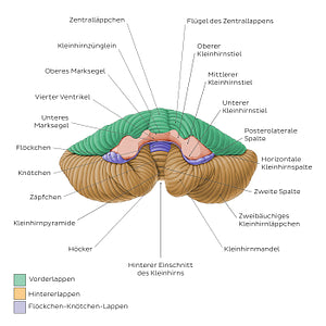 Cerebellum - Anterior view (German)