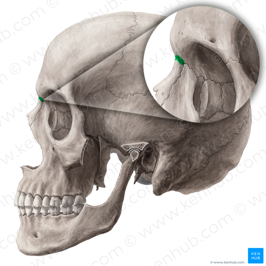 Frontonasal suture (#21454)