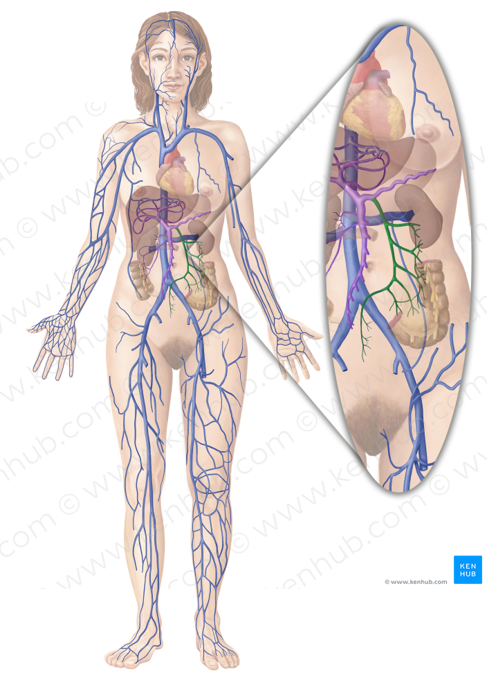 Inferior mesenteric vein (#10414)