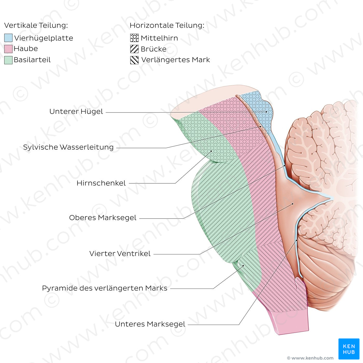 Brainstem: parts (German)