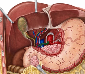 Common hepatic artery (#1337)