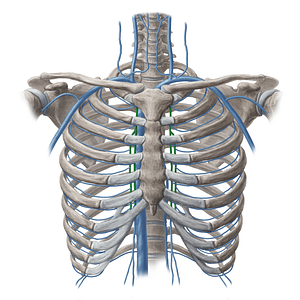 Internal thoracic vein (#10637)