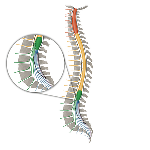 Spinal nerves L1-L5 (#16160)