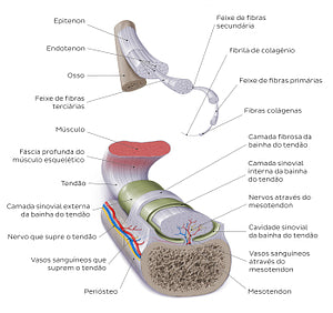 Tendon (Portuguese)