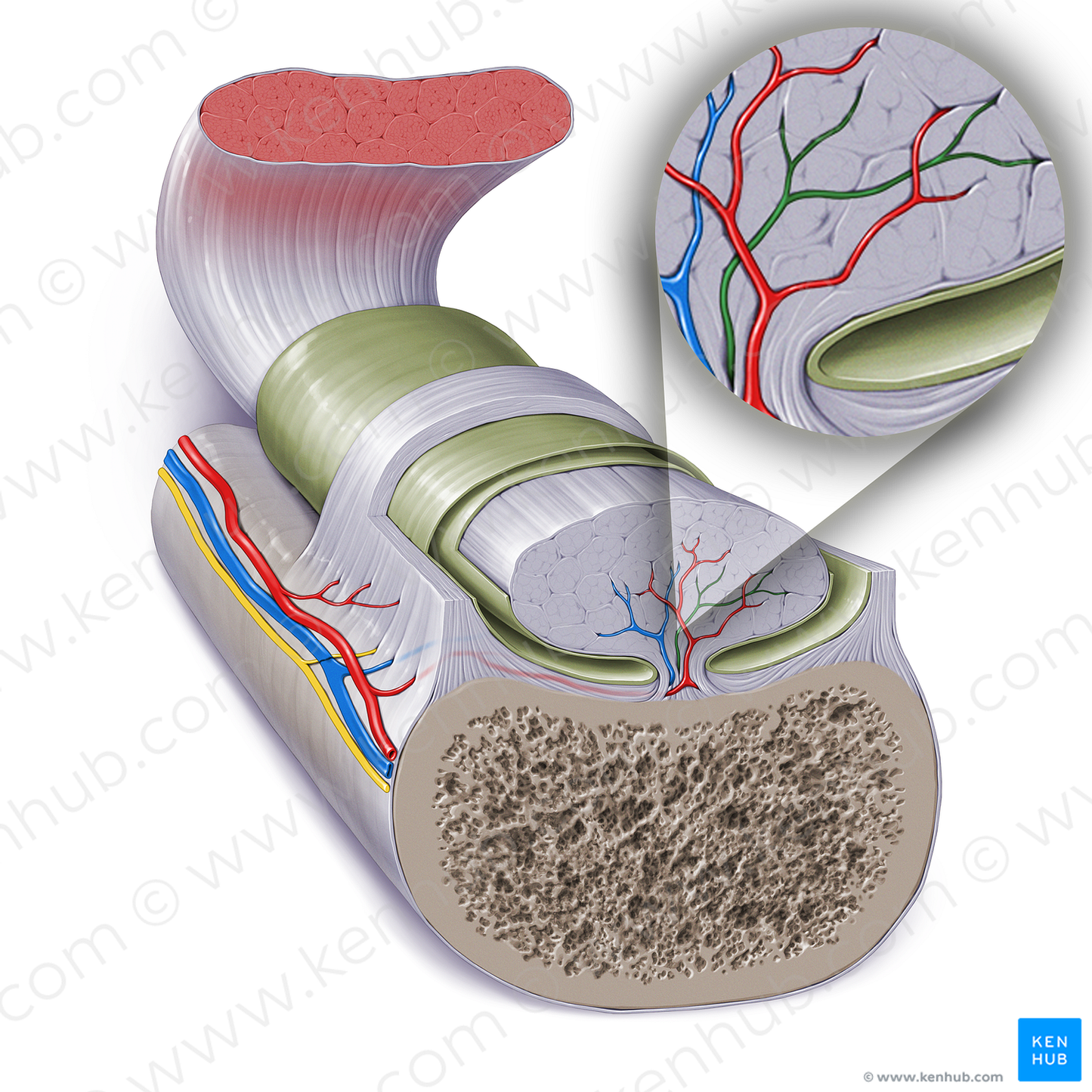 Nerve via mesotendon (#17272)