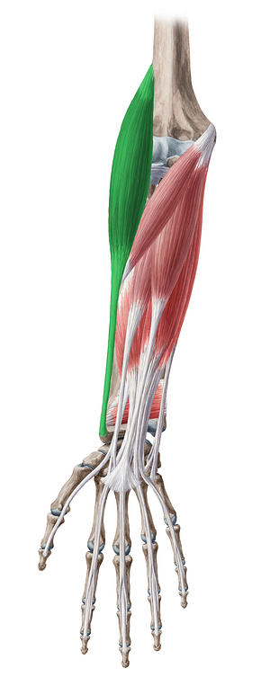 Brachioradialis muscle (#5238)
