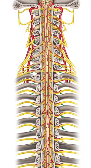 Posterior rami of spinal nerves C4-T5 (#8543)