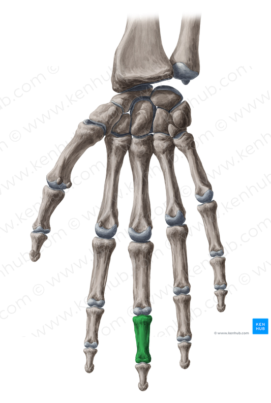 Middle phalanx of 3rd finger (#7915)