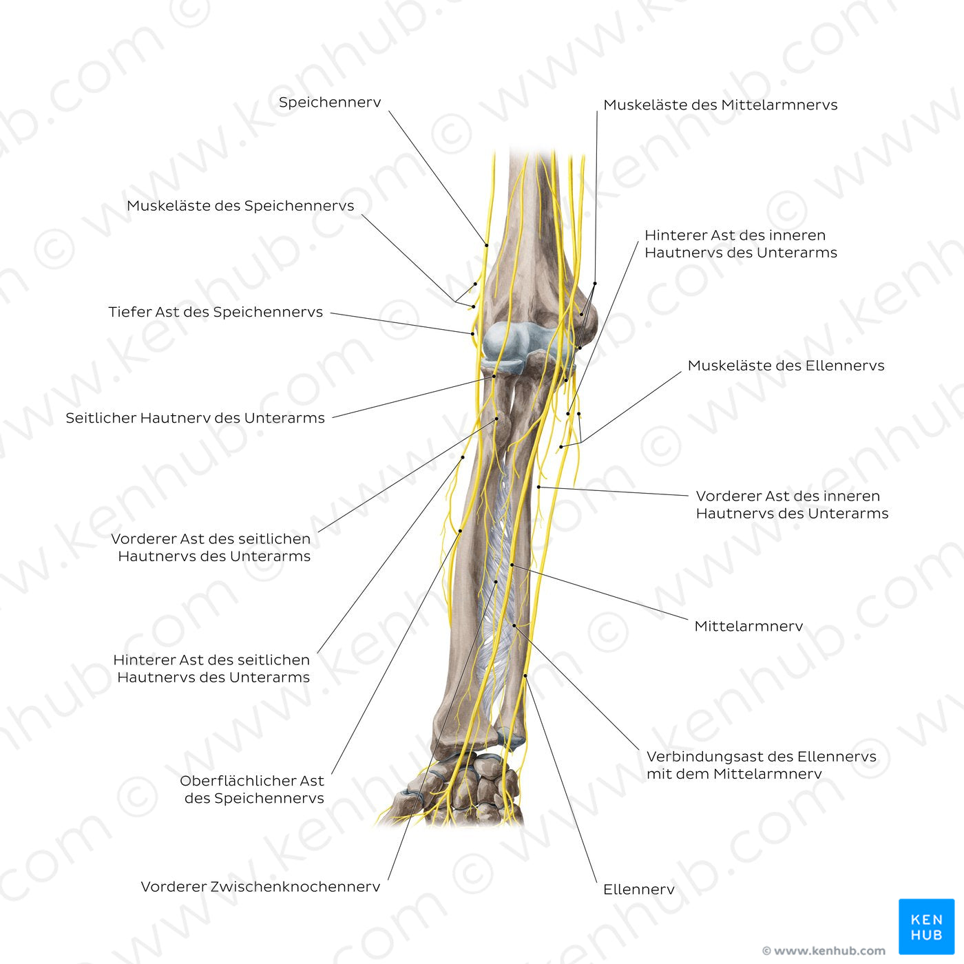 Nerves of the forearm: Anterior view (German)