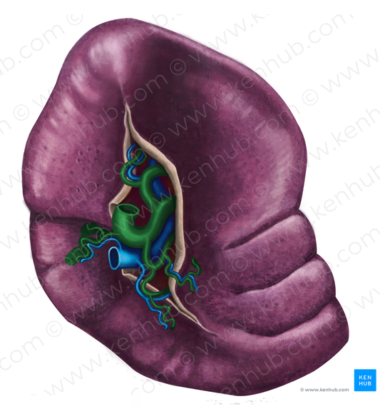 Splenic artery (#1788)