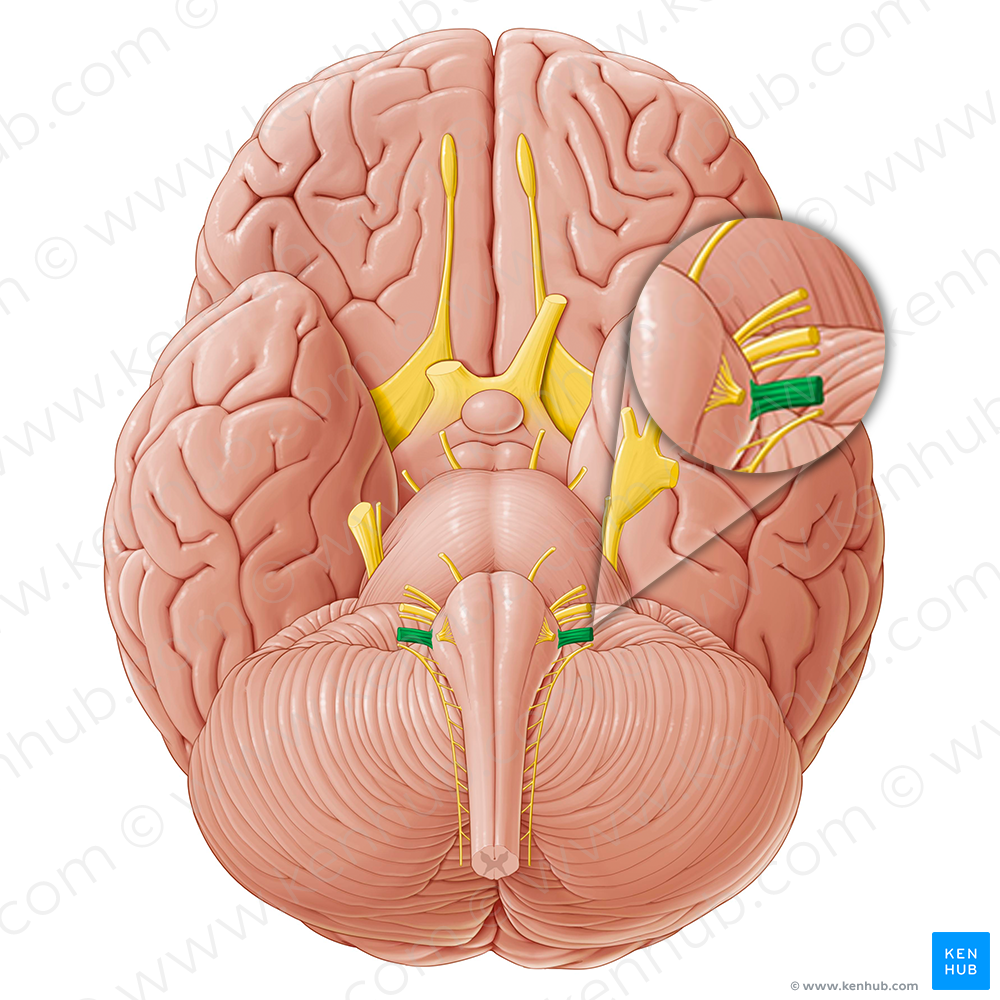 Vagus nerve (#6868)