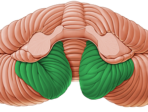 Tonsil of cerebellum (#9459)