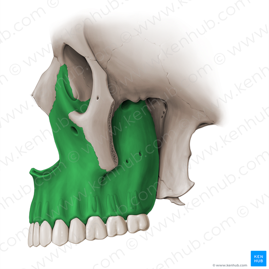 Maxilla (#18462)