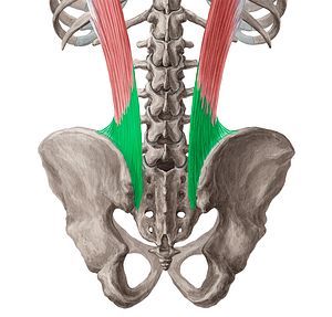 Tendon of iliocostalis lumborum muscle (#9431)