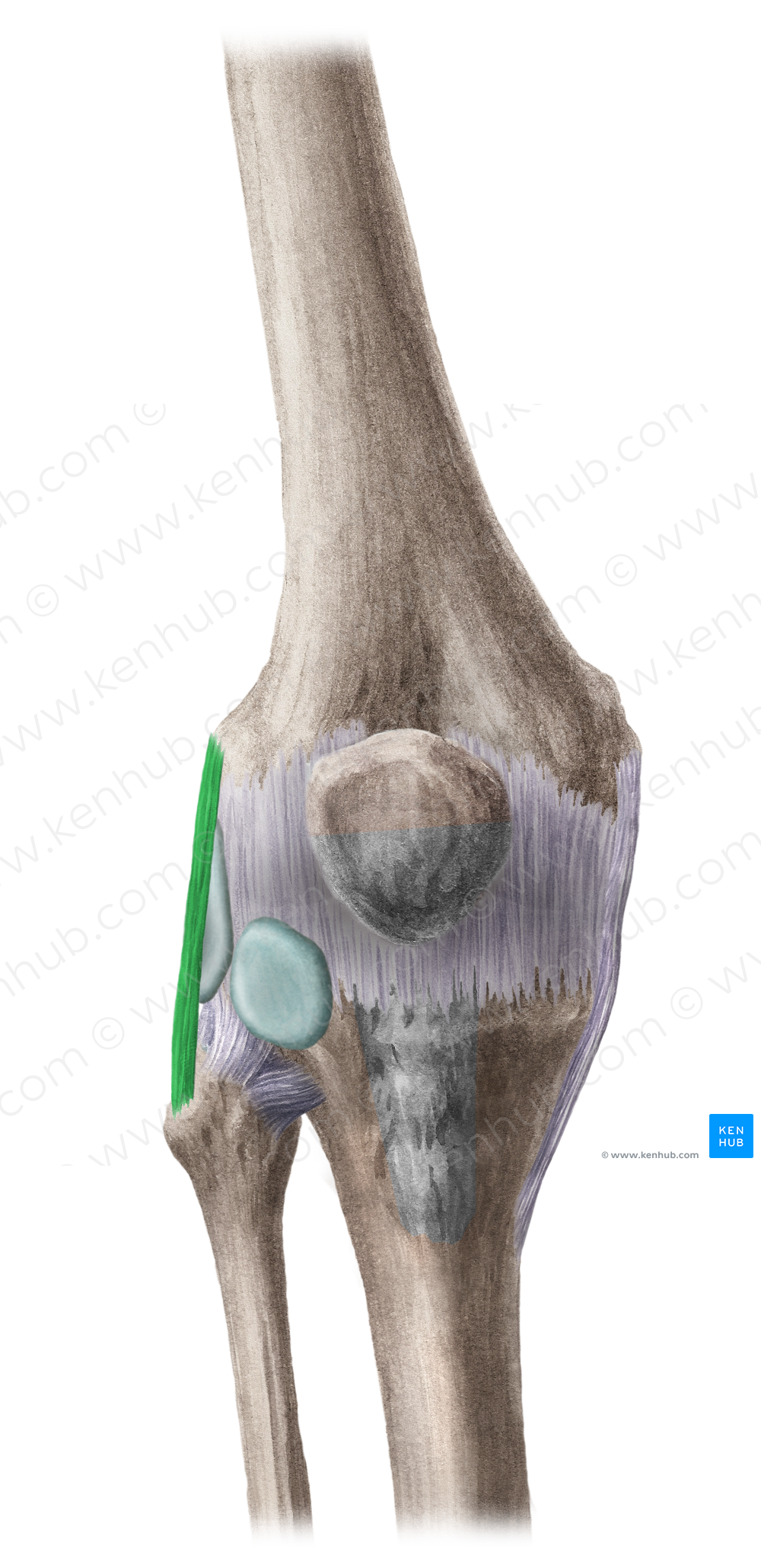 Fibular collateral ligament of knee joint (#4490)