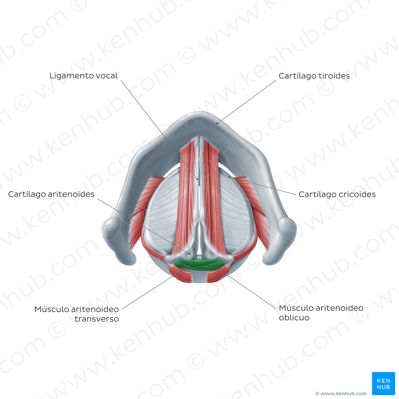 Larynx: action of transverse and oblique arytenoid muscles (Spanish)