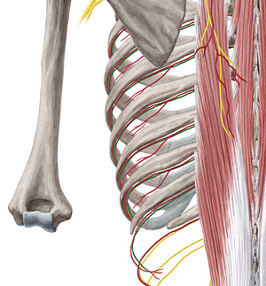 Intercostal nerve (#6231)