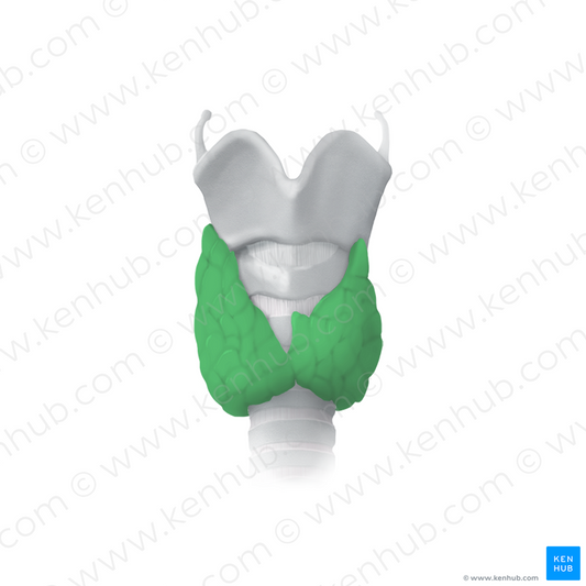 Thyroid gland (#15312)