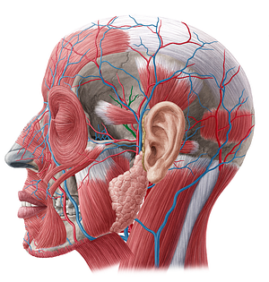 Middle temporal vein (#10623)