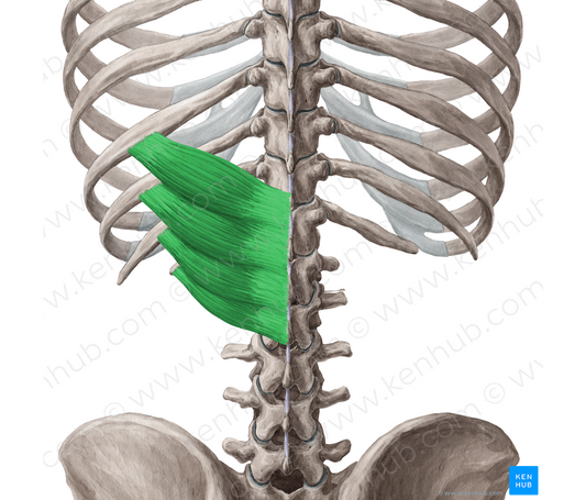 Serratus posterior inferior muscle (#5958)