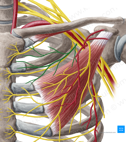 Medial pectoral nerve (#6653)