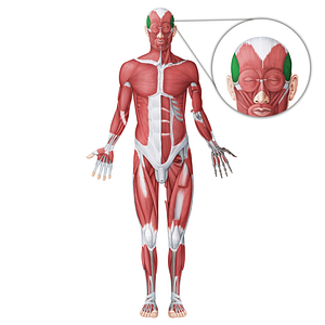 Temporalis muscle (#18756)