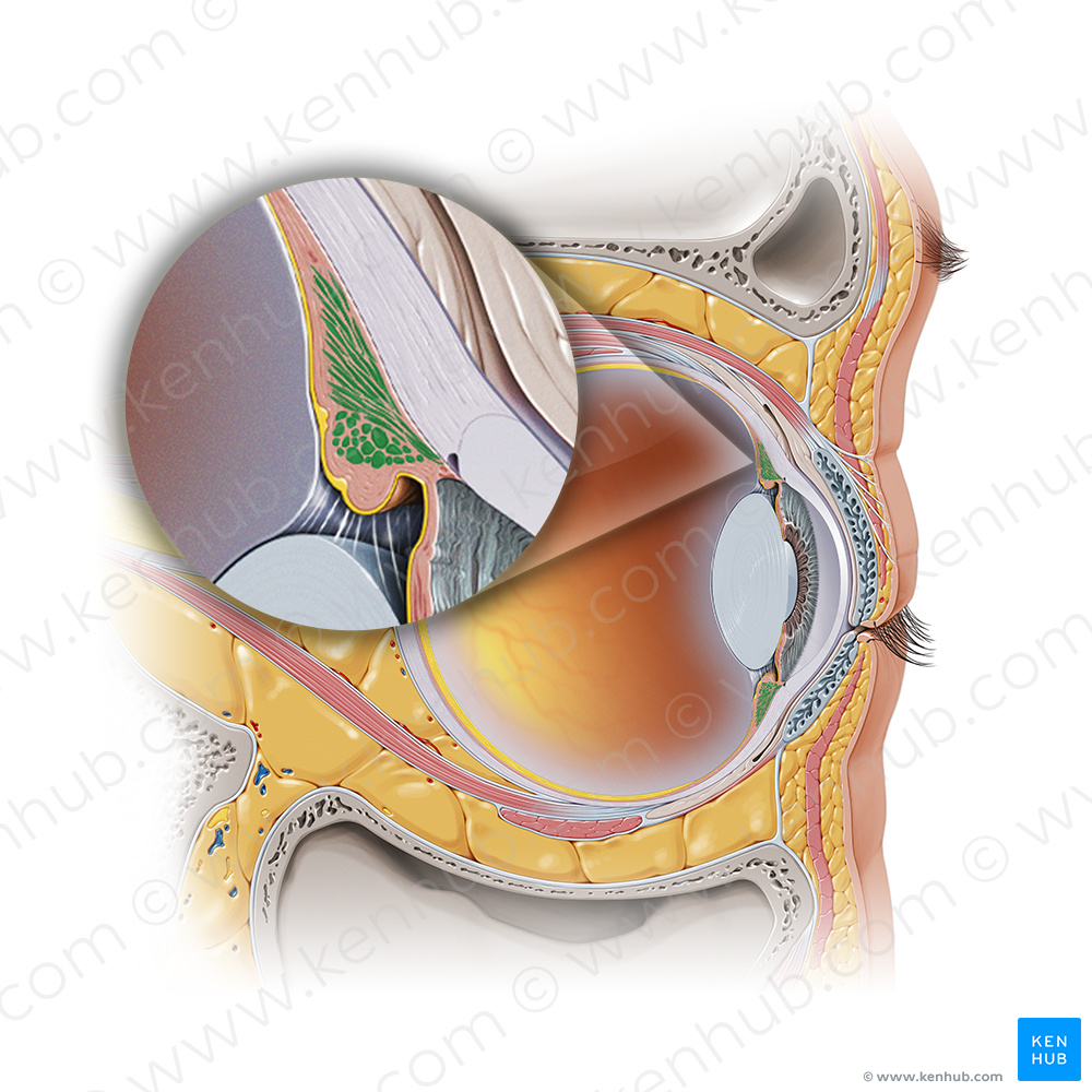 Ciliary muscle (#19005)