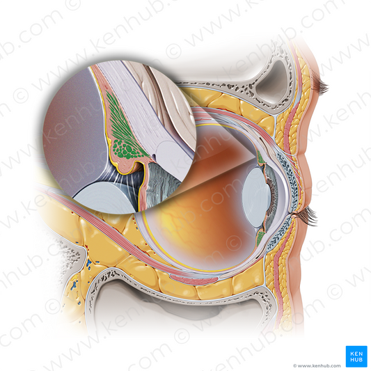 Ciliary muscle (#19005)