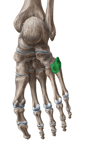 Base of 5th metatarsal bone (#2174)