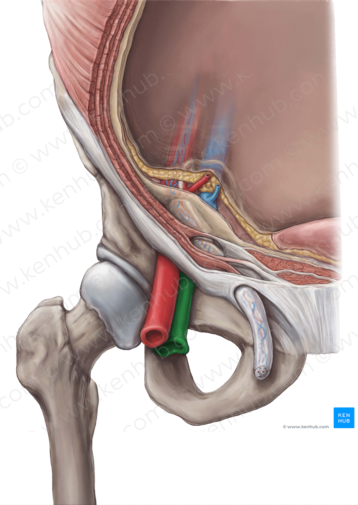 Femoral vein (#10240)