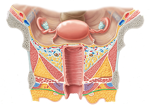 Perineal fascia (#3575)