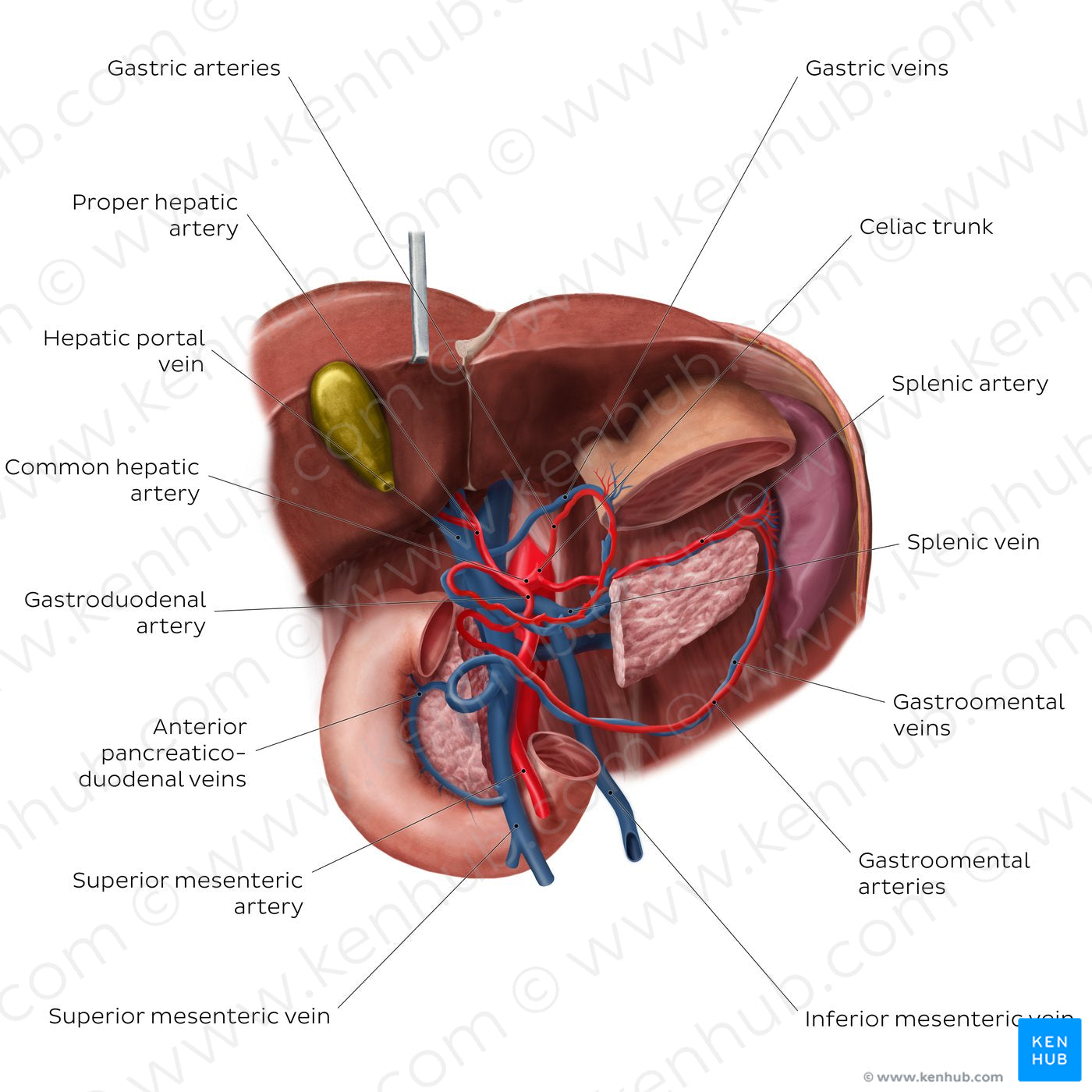 Hepatic portal vein (English)