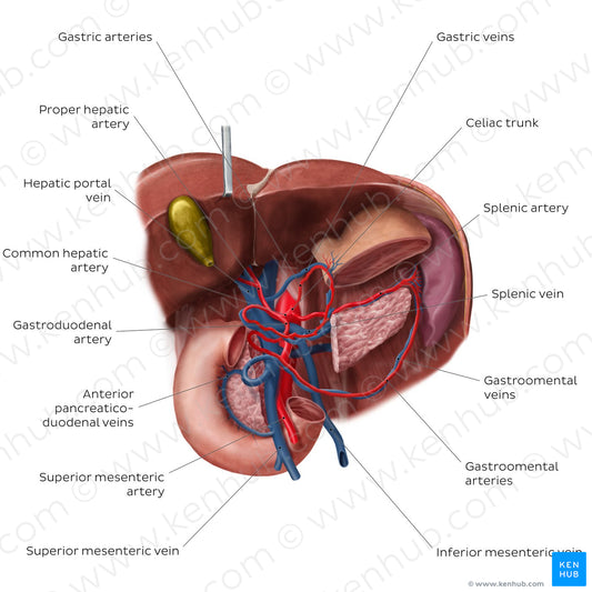 Hepatic portal vein (English)