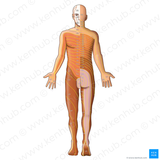 Dermatomes: Keegan and Garrett map (English)