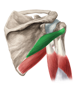 Teres minor muscle (#6085)