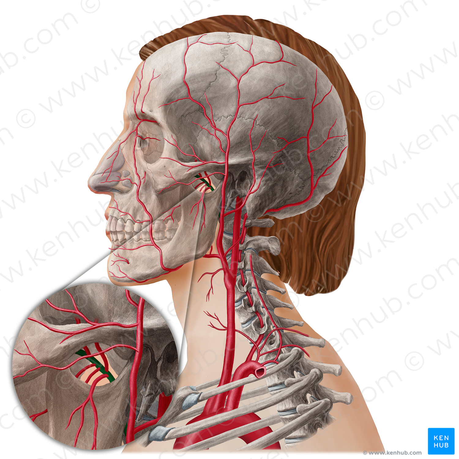 Maxillary artery (#21798)