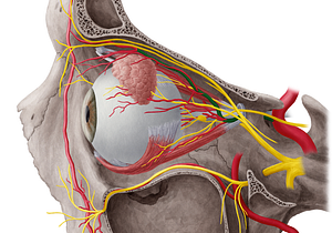 Ophthalmic artery (#1569)