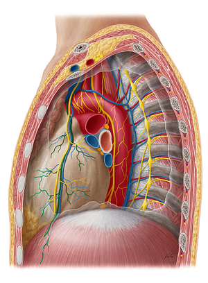 Pericardiacophrenic artery (#1617)