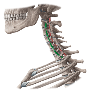 Anterior intertransversarii colli muscles (#18880)