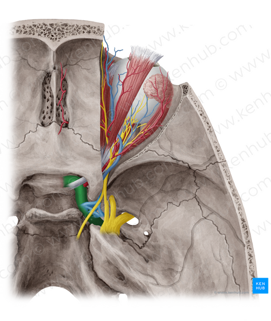 Internal carotid artery (#982)