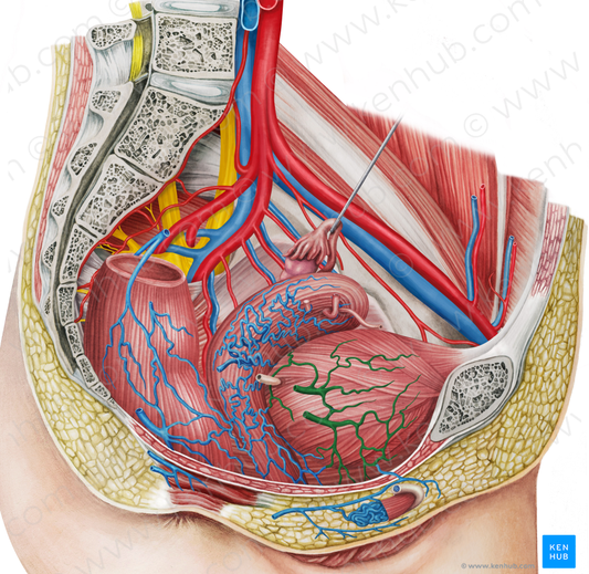 Right vesical veins (#10220)