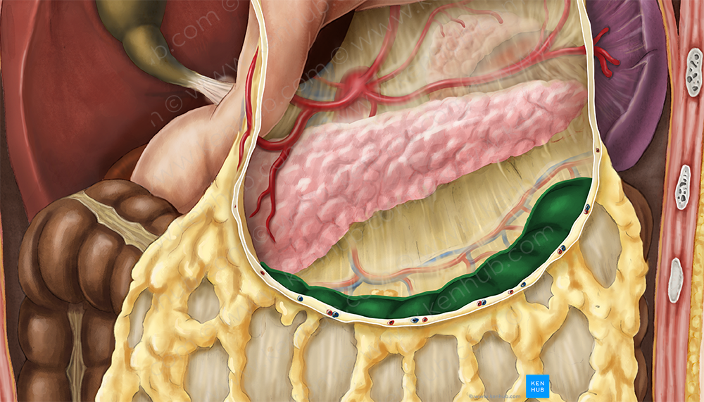 Transverse colon (#2768)