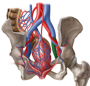 Right external iliac vein (#10305)