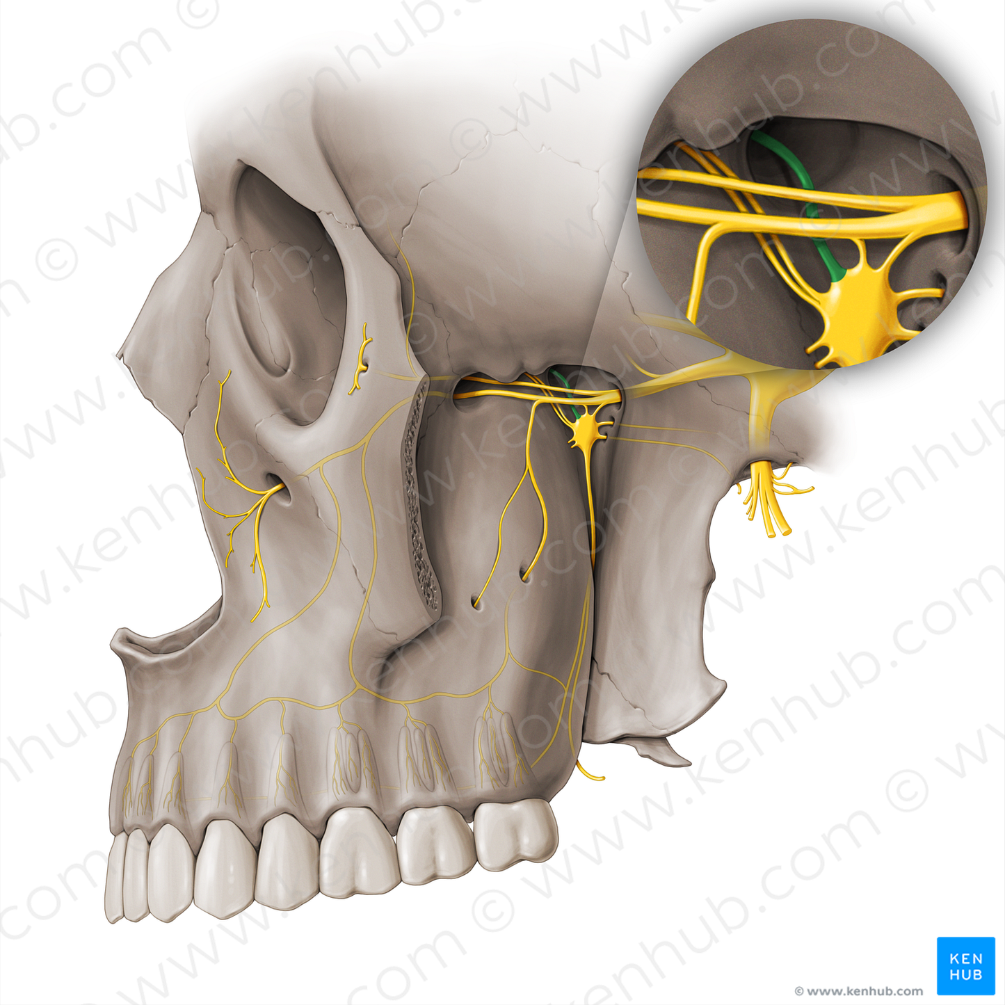 Nasopalatine nerve (#18466)