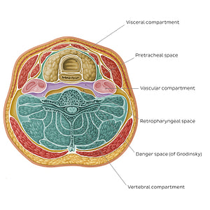 Compartments and spaces of the neck (English)