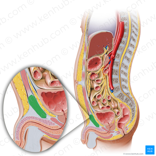 Pubic symphysis (#9394)