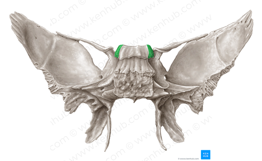 Posterior clinoid process of sphenoid bone (#8191)