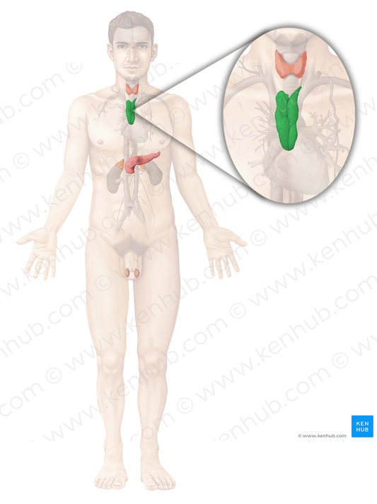 Thymus (#9451)